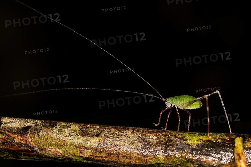 Beautiful katydid with very long antennae (probably a nymph) from the rainforest of Tanjung Puting National Park, Kalimantan, Borneo, Indonesia, Asia
