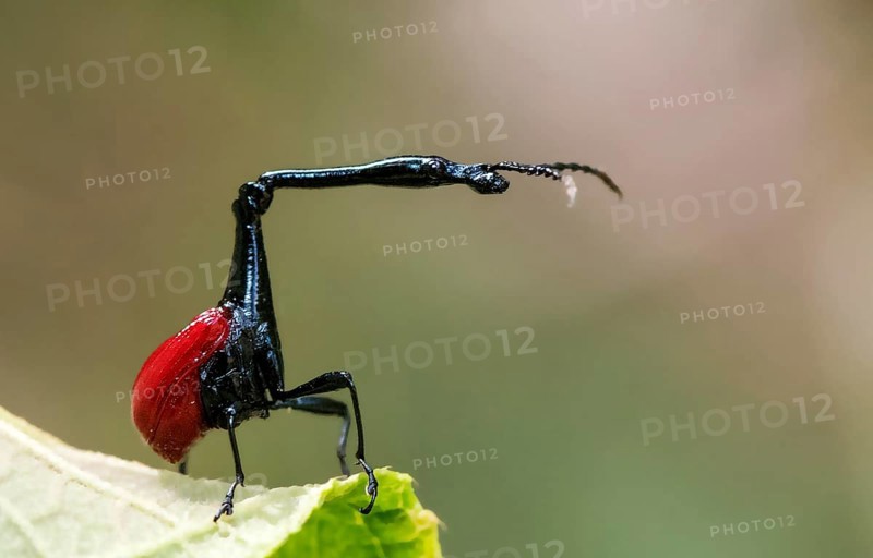 Male giraffe weevil (Trachelophorus giraffa) from Andasibe National Park, Madagascar, Africa