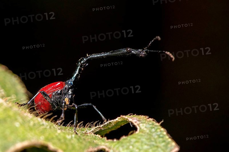 Male giraffe weevil (Trachelophorus giraffa) from Andasibe National Park, Madagascar, Africa