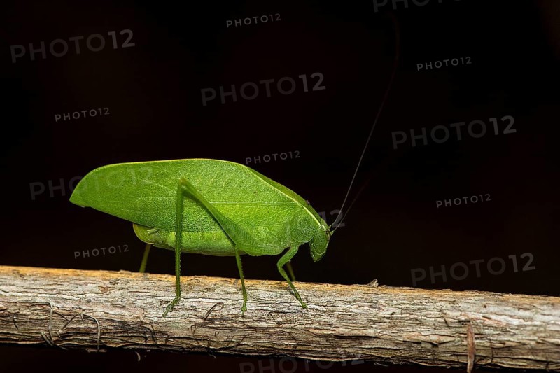 Unidentified leaf katydid from berenty, southern Madagascar