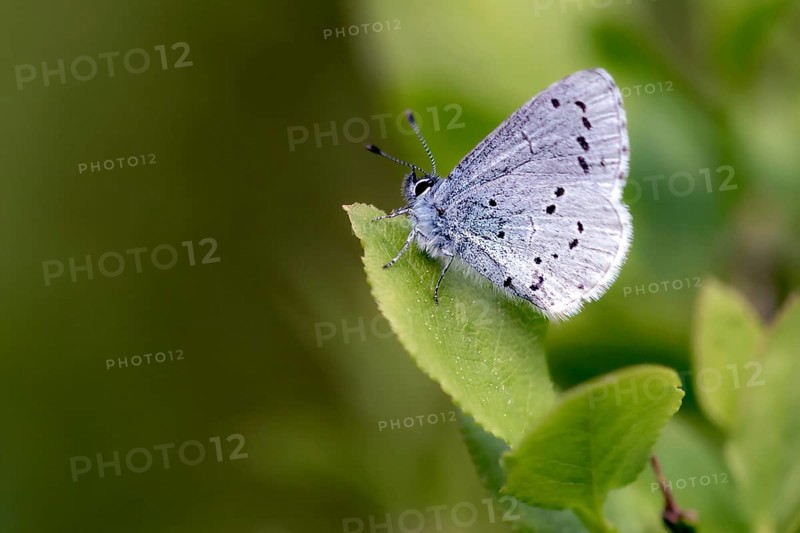 Holly blue (Celastrina argiolus) from Hidra, south-western Norway in May