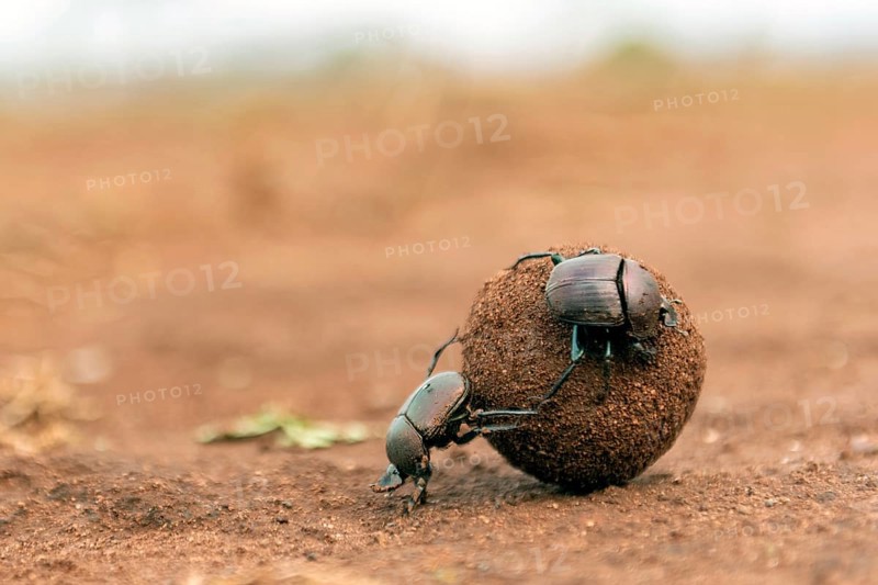 Dung beetles rolling a large dung ball in Zimanga Private Reserve, South Africa. Possibly Large Copper Dung Beetle (Kheper nigroaeneus)