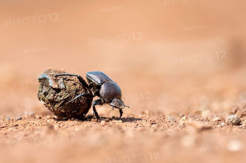 Dung beetle rolling dung in Zimanga Private Reserve, South Africa. Possibly Large Copper Dung Beetle (Kheper nigroaeneus)