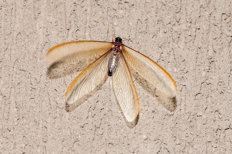 Winged form (alates) of termite (Odontotermes sp.) that swarmed for a short period (<24 hours) in Zimanga, South Africa in October