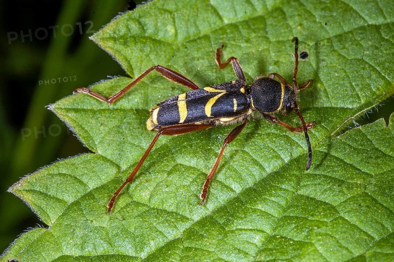 Wasp-mimicking lonhorn beetle (Clytus arietis) from south-western Norway
