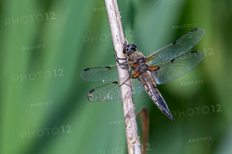 Four-spotted chaser (Libellula quadrimaculata, male) from Vejlerne, northern Denmark in June