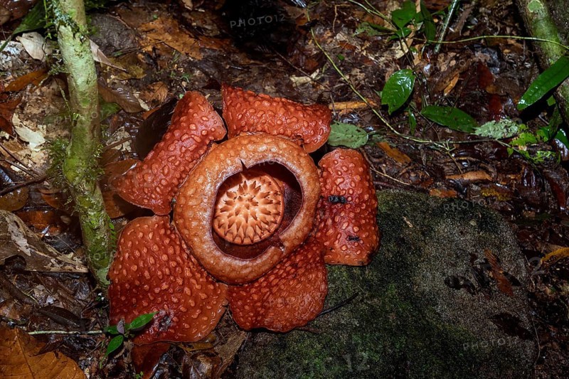 Giant flower of the parasitic Rafflesia tuan-mudae in Gundung Gading National Park, Sarawak, Borneo. The flower is about 50 cm in diameter on its third day in late March 2018. The plant parasites vines from the genus Tetrastigma