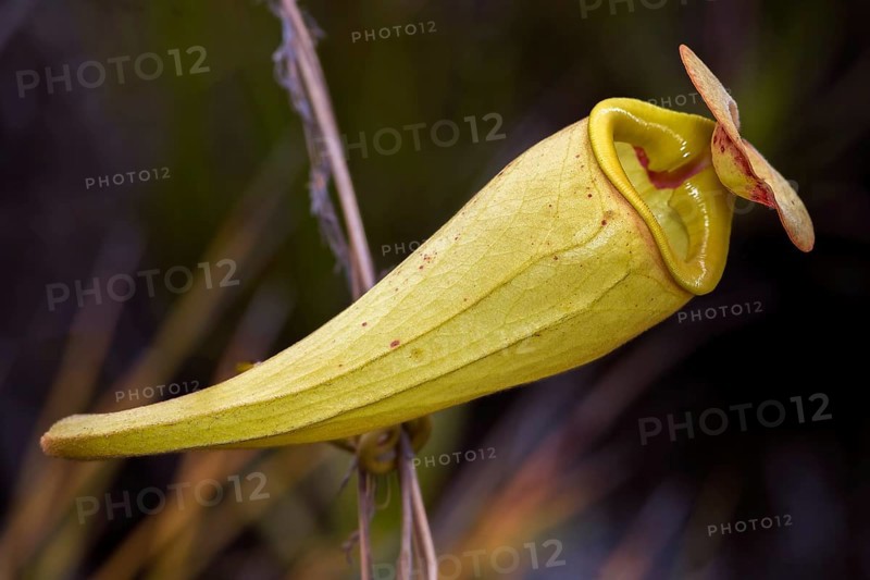 Well developed pitcher of the pitcher plant (Nephentes madagascariences) at wetlands close to Palmarium Resort, eastern Madagascar