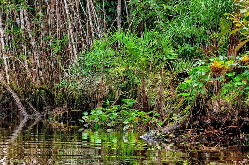 Water plants and other vegetation along the rim of a small river in the rainforest of eastern Ecuador