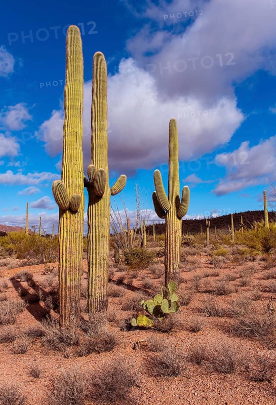 Beautiful and very old specimens of Saguaro cacti (Carnegiea gigantea) in Organ Pipe Cactus National Monument, southern Arizona