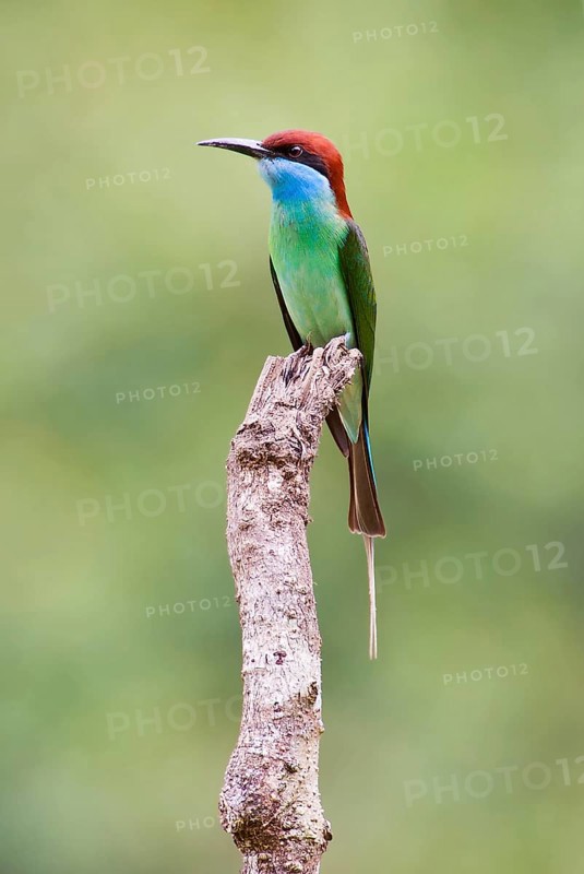 Blue-throated bee-eater, Merops viridis, from Danum Valley, Sabah, Borneo