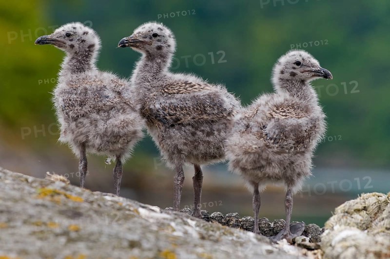 Chicks of the great black-backed gull (Larus marinus) from Hidra, Norway in early June