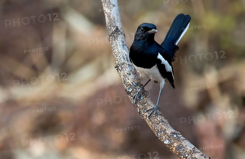 Oriental magpie-robin (Copsychus saularis, male) from Tadoba NP, India, Asia