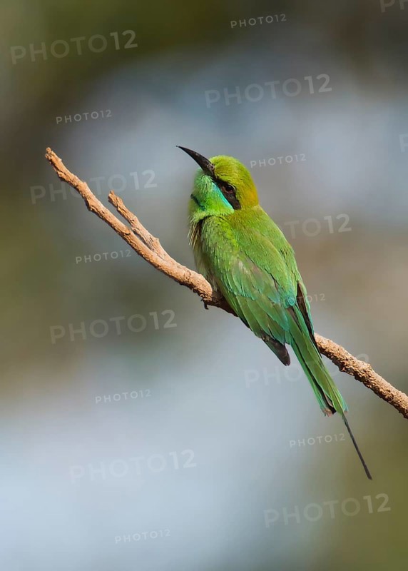 Green bee-eater (Merops orientalis) from Tadoba NP, India, Asia