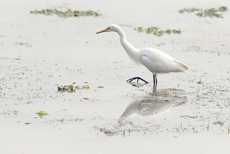 Great egret (Ardea alba) feeding in Kaziranga NP, India, Asia