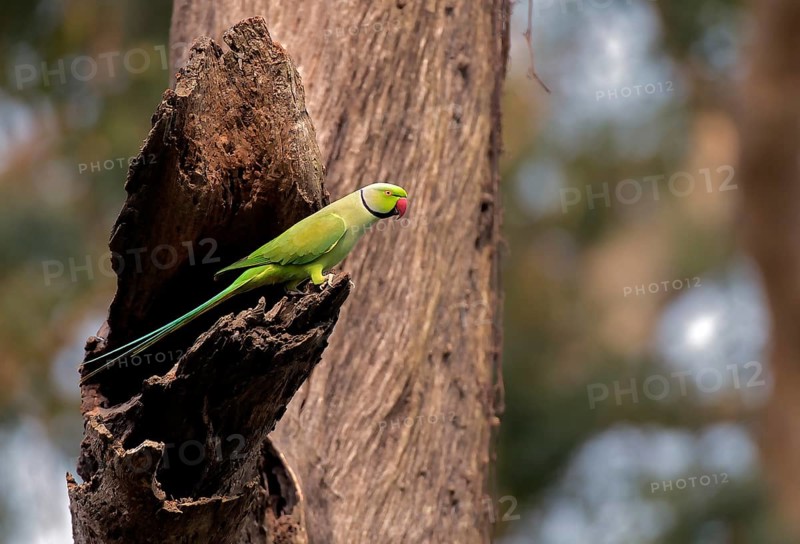 Ring-necked parakeet (Psittacula krameri, male) from Kaziranga NP, Assam, India, Asia