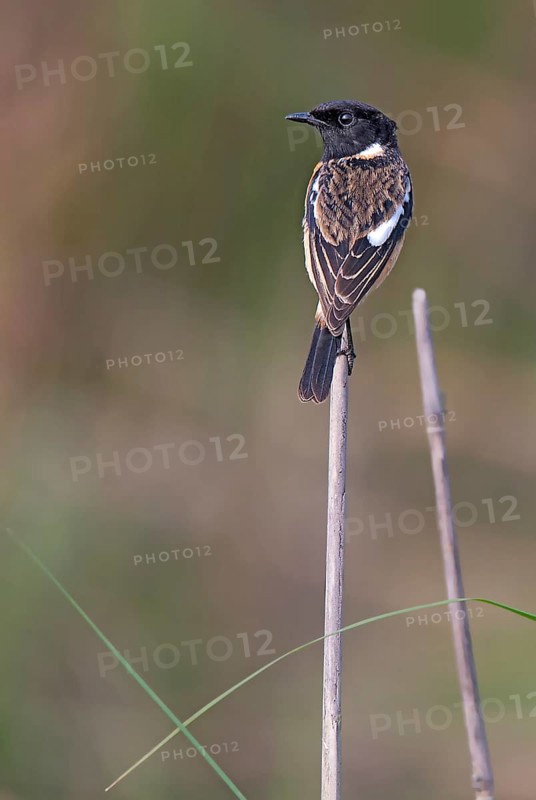 African stonechat (Saxicola torquatus) from kaziranga NP, Assam, India, Asia