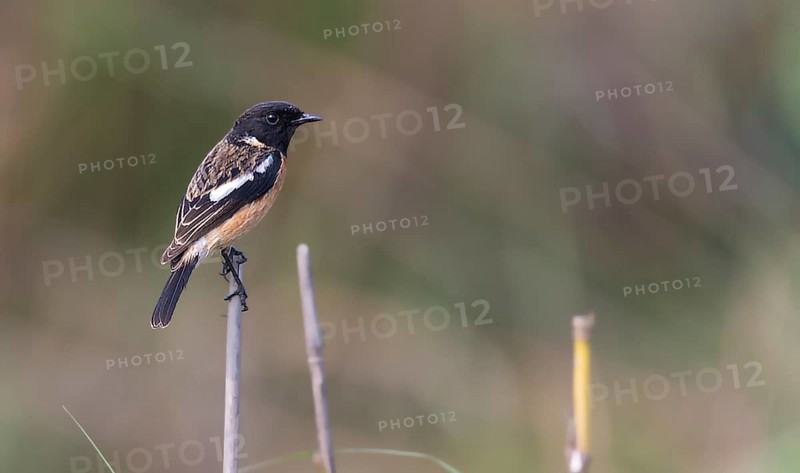 African stonechat (Saxicola torquatus) from kaziranga NP, Assam, India, Asia