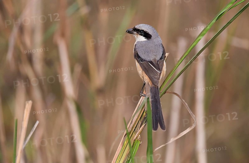 Long-tailes shrike (Lanius schach) from Kaziranga NP, India, Asia