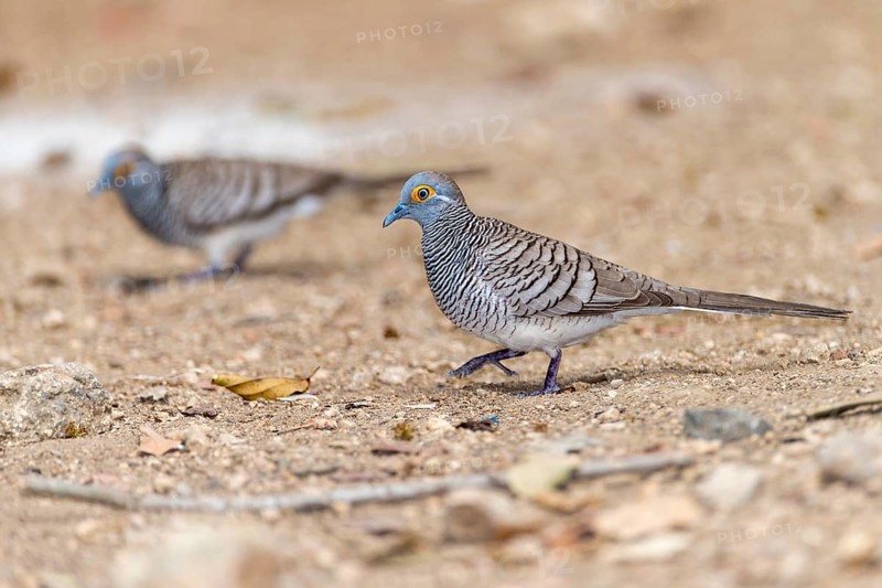 Barred Dove (Geopelia maugeus), endemic to the Lesser Sunda Islands, here photographed on Komodo Island, Indonesia, Asia