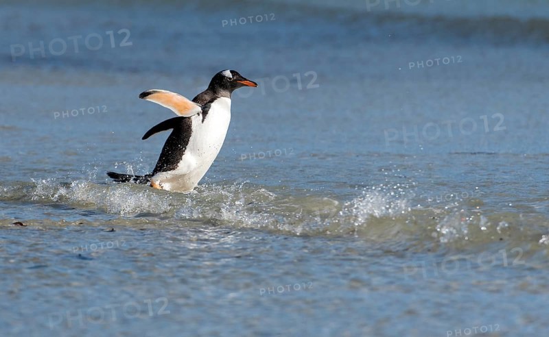 Gentoo penguin (Pygoscelis papua) from Saunders Island, the Falkland Islands