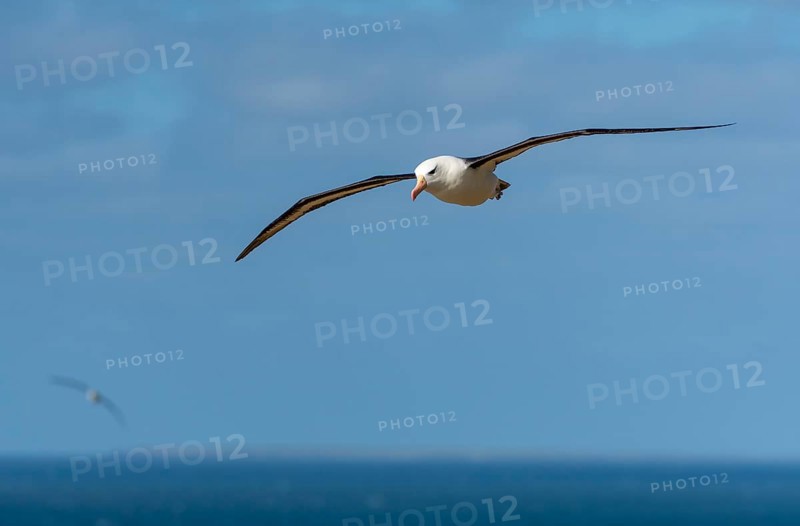 Black-browed Albatross (Thalassarche melanophrys), Saunders Island, the Falklands