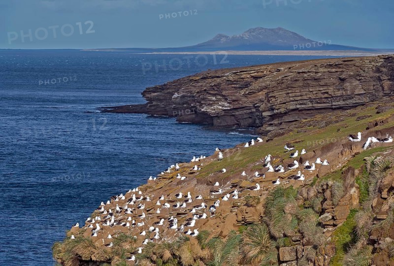 Colony of black-browed albatross (Thalassarche melanophrys) nesting at Saunders Island (close to Rockery cabin), the Falkland Islands