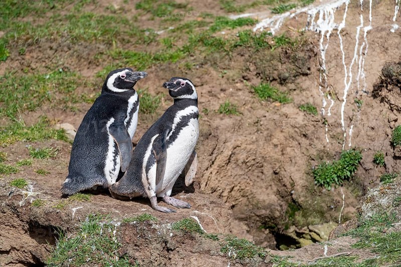 Breeding magellanic penguins (Sphreniscus magellanicus) outside their burrows at Saunders Island, the Falkland Islands