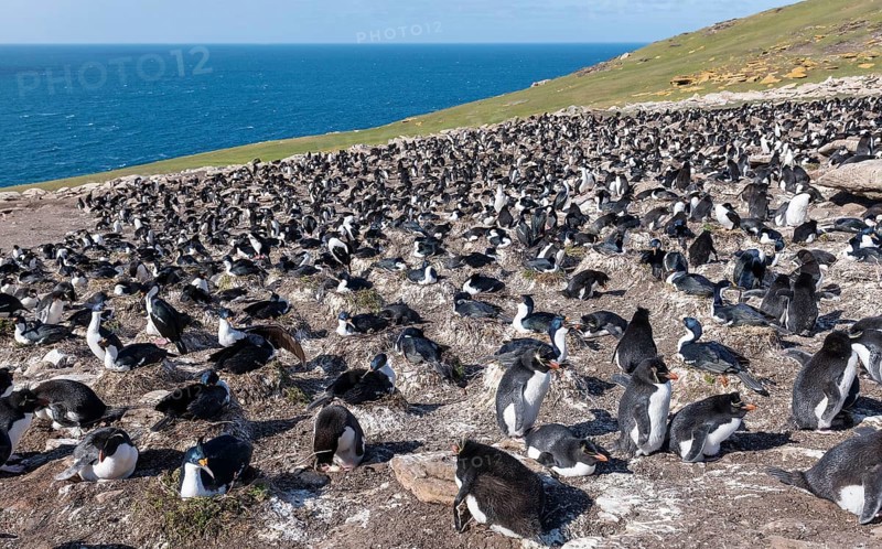 Colonies of southern rockhopper penguins mixed with blue-eyed shags at Saunders Island, the Falklands