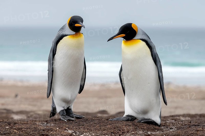 King penguins (Aptenodytes patagonicus patagonicus) from The Neck, Saunders Island, the Falklands