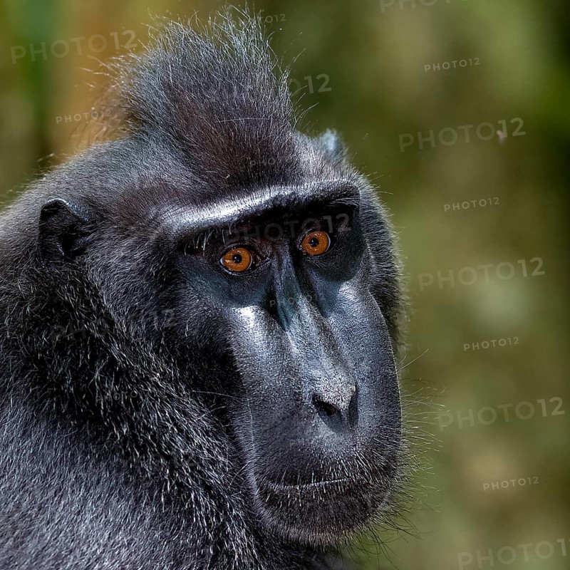Close up of the Crested Black Macaques (Macaca nigra) in Tangkoko Nature Reserve, northern Sulawesi, Indonesia, Asia