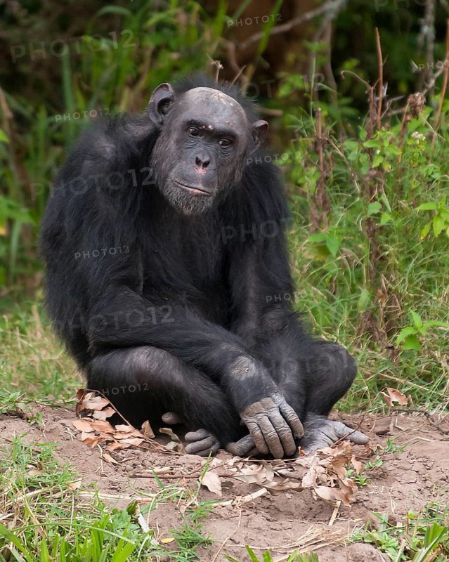 Common Chimpanzee (Pan troglodytes) in Ol Pejeta Conservancy, Kenya, Africa
