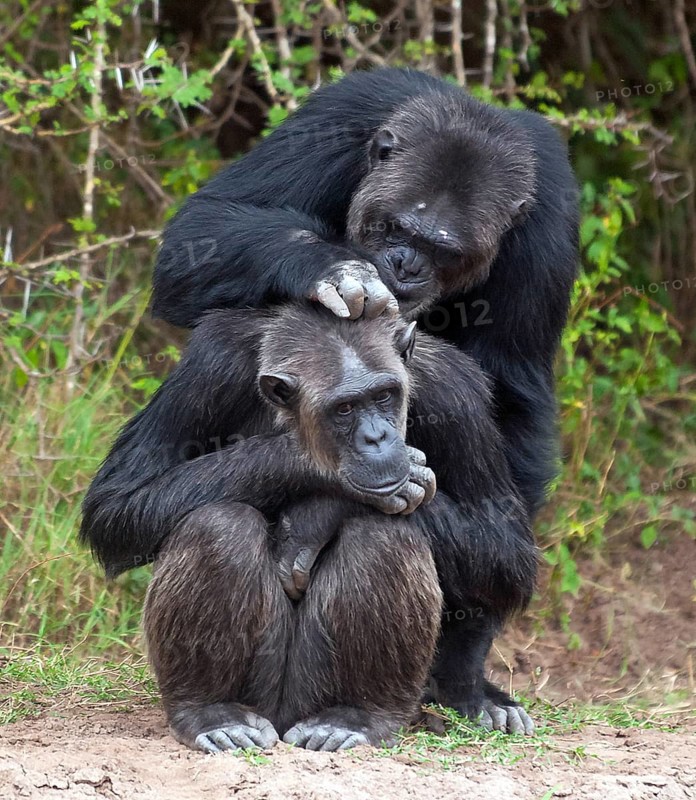 Common Chimpanzee (Pan troglodytes) in Ol Pejeta Conservancy, Kenya, Africa
