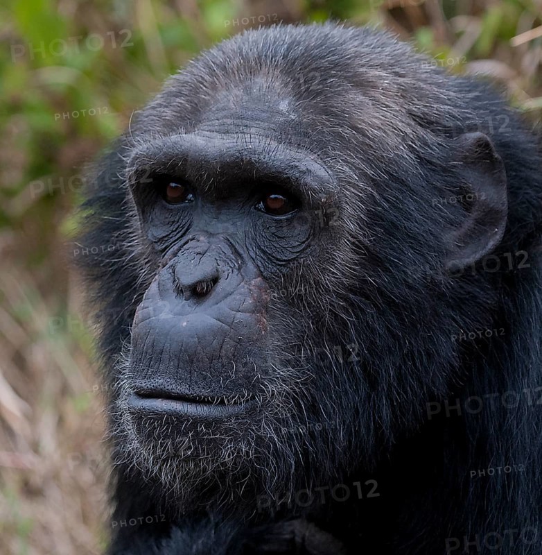 Common Chimpanzee (Pan troglodytes) in Ol Pejeta Conservancy, Kenya, Africa