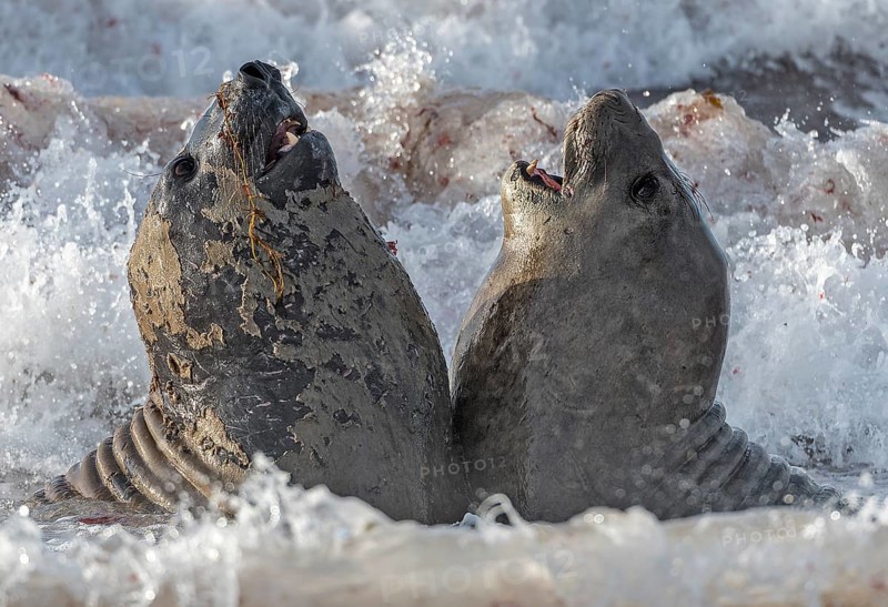 Fighting elephant seals (Mirounga leonina) from Sea Lion Island, the Falkland Islands
