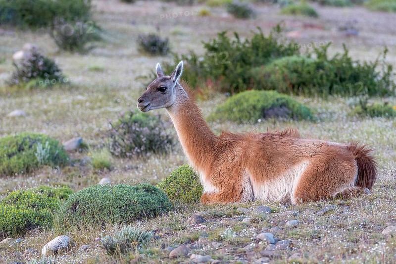 Guanaco (Lama guanicoe) from Torres del Paine National Park, southern Chile