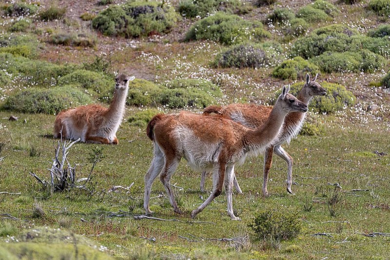Guanacos (Lama guanicoe) from Torres del Paine National Park, southern Chile