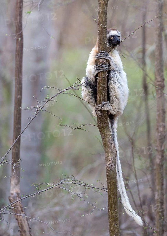 Verreaux's sifaka (Propithecus verreauxi) from Berenty Reserve, southern Madagascar
