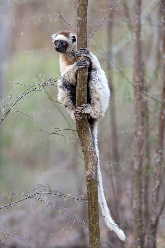 Verreaux's sifaka (Propithecus verreauxi) from Berenty Reserve, southern Madagascar