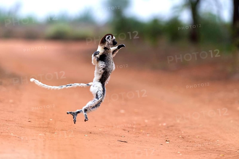 Verreaux's sifaka (Propithecus verreauxi) crossing a road with it's special dancing motions. Here in Berenty Reserve, southern Madagascar