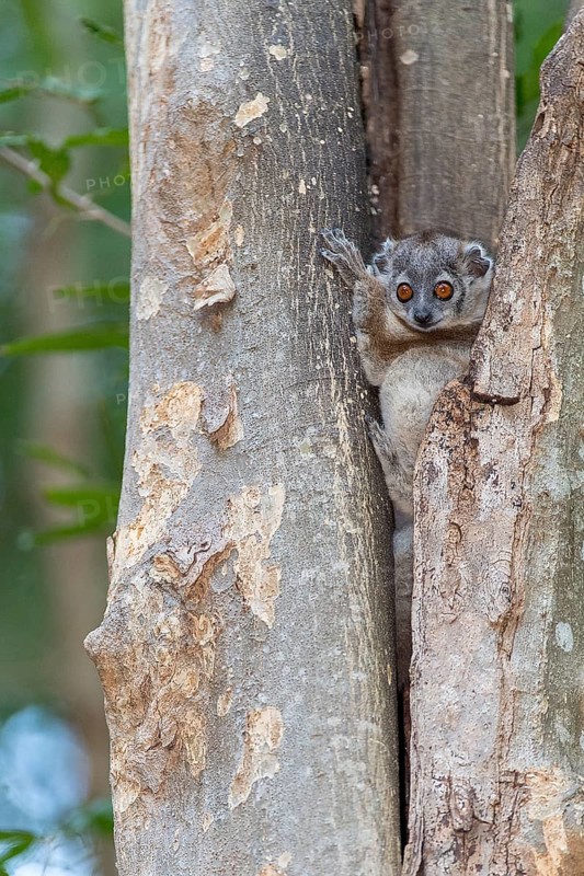 White-footed sportive lemur (Lepilemur leucopus) from berenty Reserve, southern Madagascar