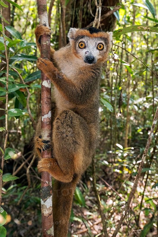 Male of crowned lemur (Eulemur coronatus) at Palmarium, eastern Madagascar