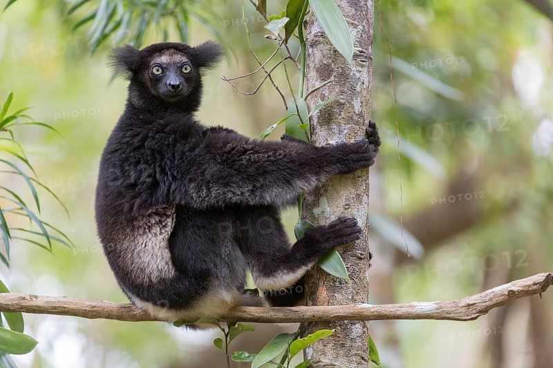 Indri (Indri indri) in the forest at Palmarium Nature Reserve, Madagascar, Africa