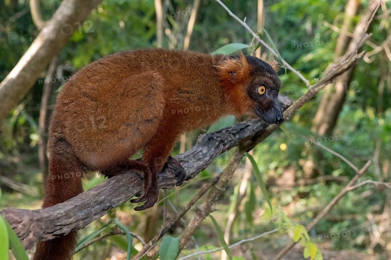 Hybrid between black lemur (Eulemur macaco) and crowned lemur (Eulemur coronatus) at Palmarium Resort, Madagascar, Africa