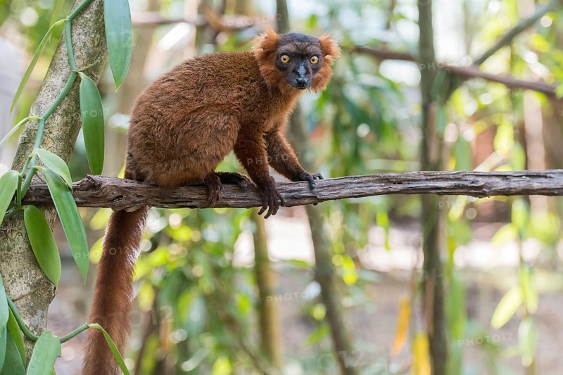 Hybrid between black lemur (Eulemur macaco) and crowned lemur (Eulemur coronatus) at Palmarium Resort, Madagascar, Africa