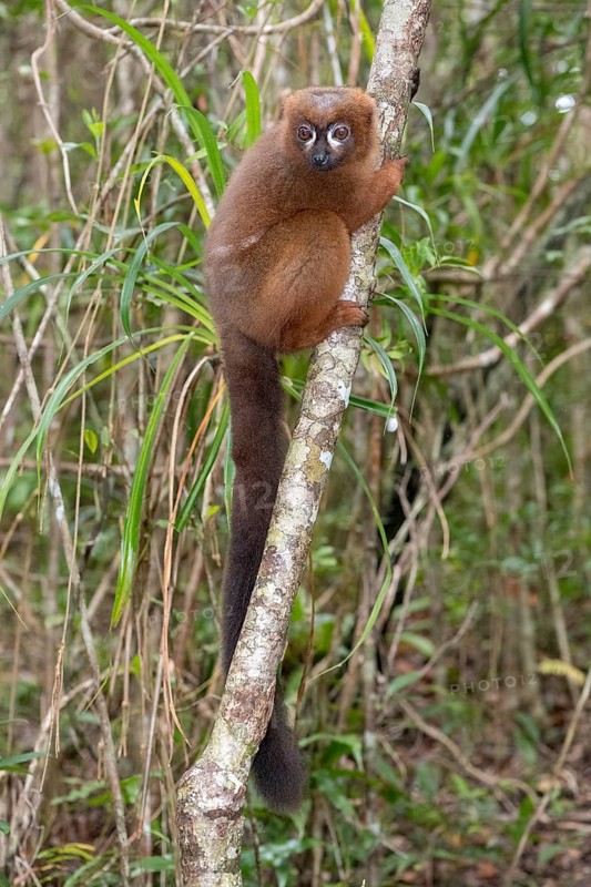 Red-bellied lemur (Eulemur rubriventer) in the forest of Palmarium Resort, Madagascar, Africa