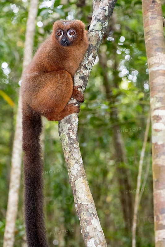 Red-bellied lemur (Eulemur rubriventer) in the forest of Palmarium Resort, Madagascar, Africa