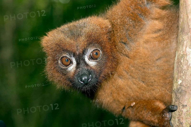 Close up of the red-bellied lemur (Eulemur rubriventer) in the forest of Palmarium Resort, Madagascar, Africa