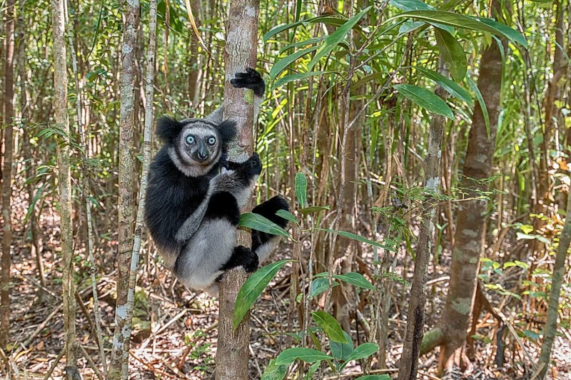 Indri (Indri indri) in the forest at Palmarium Nature Reserve, Madagascar, Africa