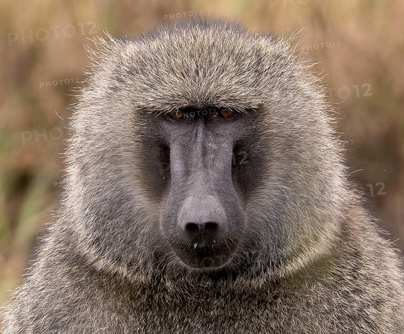 Portrait of the savannah baboon (Papio anubis) from Maasai Mara, Kenya, Africa